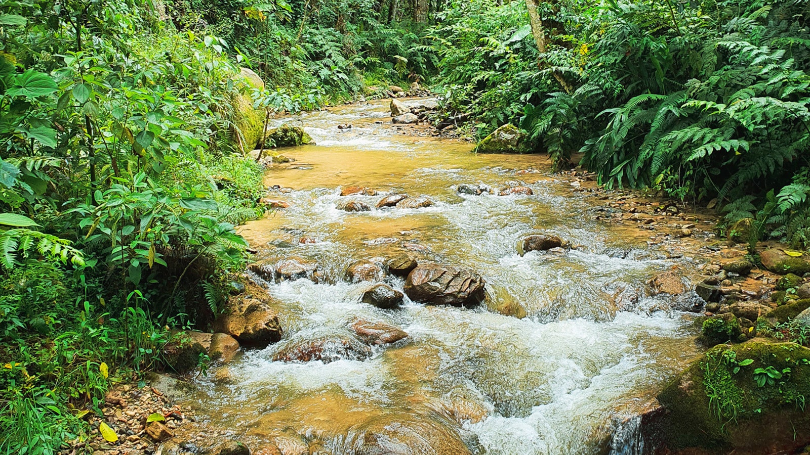 Parque El Diviso